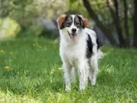 Знакомьтесь  наш замечательный пёс Левушка, который мечтает о любящей семье!, фотография 2