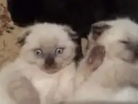Вислоухие и прямоухие котята-шотландцы