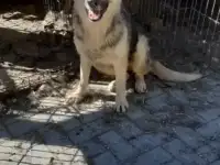 Вео в добрые руки