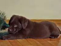 Продаются щенки лабрадора
