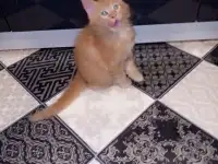 Котята Мейн-Кун, фотография 4