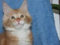 котята,милые мейн-кунята, фотография 6