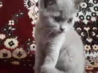 Продам котенка