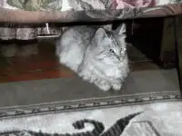 Нашла кота, вижу домашний, потерялся, хочу вернуть владельцу