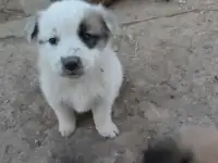 Щенок на охрану