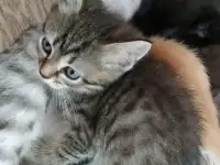 Котята британской кошки