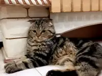 Кошки