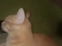 Отдам рыжую девочку в добрые руки, фотография 2