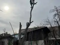 Спил деревьев обрезка веток, фотография 3