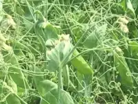 Семена гороха ярового купить Аксайский усатый 7 Усатый кормовой