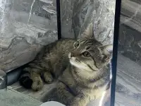 Коты ищут дом ОЧЕНЬ СРОЧНО!