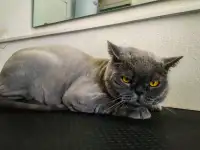 Стрижка собак и кошек
