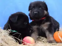 Чистокровные щенки немецкой овчарки, фотография 5