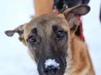 Лайма ищет дом