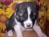 Щенок алабая девочка Гамма