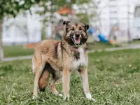 Собака Джесси ищет дом, фотография 6