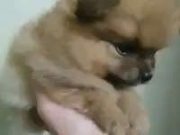 Померанский шпиц