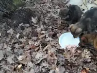 Спасти щенков!
