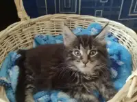 Котенок Мейн-кун девочка