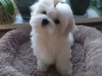 Девочка мальтезе