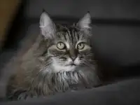 Каждой кошке нужен дом.