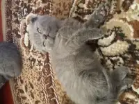 продам шотландских вислоухих котят.