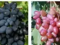 Саженцы плодовых деревьев и декоративных культур