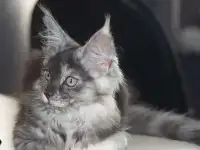 котенок мейн-кун, фотография 5