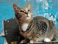Прекрасный полосатый кот, фотография 2