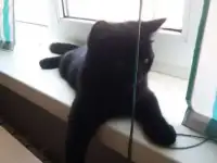 Молодой котик 4 мес. Британец к/ш