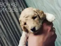 Щенки малого пуделя, фотография 5