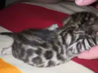 Настояще бенгалы, фотография 2