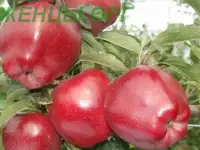 Продаются саженцы плодовых и декоративных деревьев, кустарников, винограда, клубники