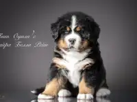 Продаются щенки Бернского зенненхунда, фотография 5