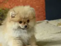 Померанский шпиц