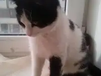 Отдам в добрые руки
