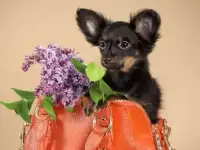 Перспективные щенки русского тоя!, фотография 9