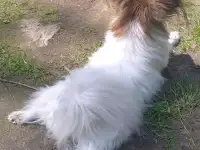 Папийон