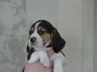 бигль щенки
