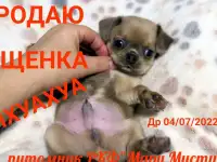 Щенки чихуахуа разного возраста, пола и окраса, фотография 8
