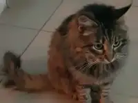 Найдена кошка (Британка)