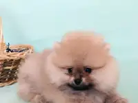 Продается, фотография 2