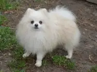 Собаки, фотография 3