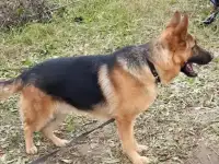 Немецкая овчарка