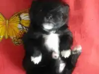 Продам щенка шпица дата рождения, фотография 4