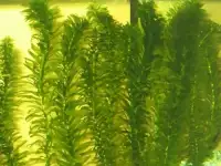 гуппи,меченосцы,пецилии,молинезии,водоросли,растения., фотография 6