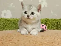Красивый котенок девочка - серебристая шиншилла, фотография 2