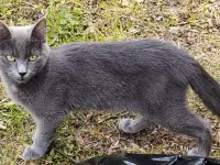 котенок русской голубой кошки.