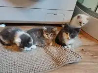 Котята в подарок с доставкой