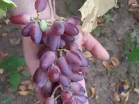 Саженцы Винограда